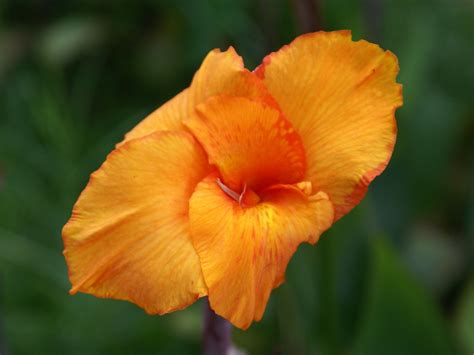 Twila Mann Orange Flower Background