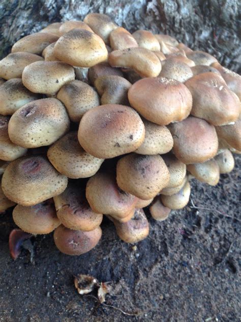 Cali Cluster Id Mushroom Hunting And Identification