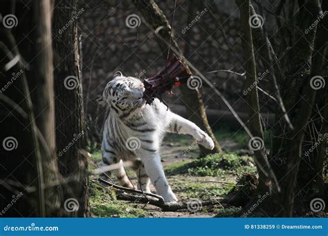 White Tiger Eating Stock Image Image Of Feeding Predator 81338259