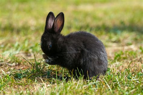 Comment Bien S Occuper D Un Husky - Bien s’occuper d’un lapin nain : conseils & astuces | Magazine zooplus