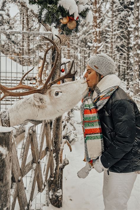 Reindeer Kiss Lapland Rovaniemi Lappland