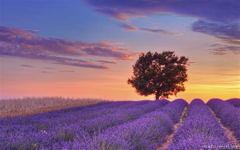 English Lavender Field Valensole France Wallpaper Flowers Wallpaper