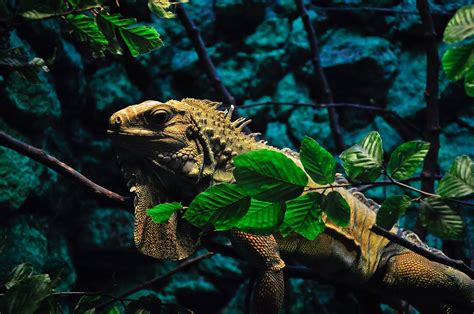 Free Images Wildlife Zoo Green Jungle Tropical Iguana Fauna