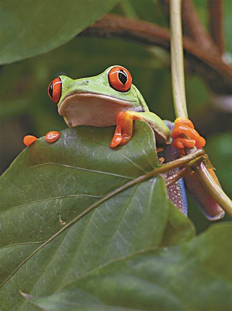 The Colorful Life Of A Red Eyed Tree Frog The Standard