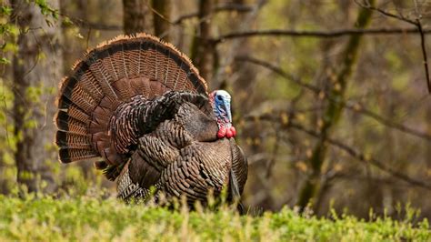 Talking Turkey How The Bird Made A Comeback In North Carolina Nc