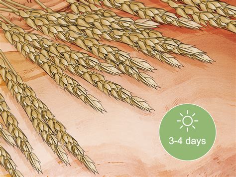 How To Grow Wheat In Your Garden With Pictures Wikihow