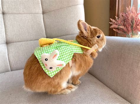 Bunny Green Dress Harness Leash Hat For Rabbit Small Pet Etsy Uk