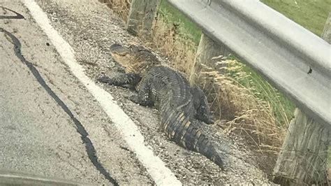 Alligator Spotted By Eagle Mountain Lake Near Fort Worth Fort Worth