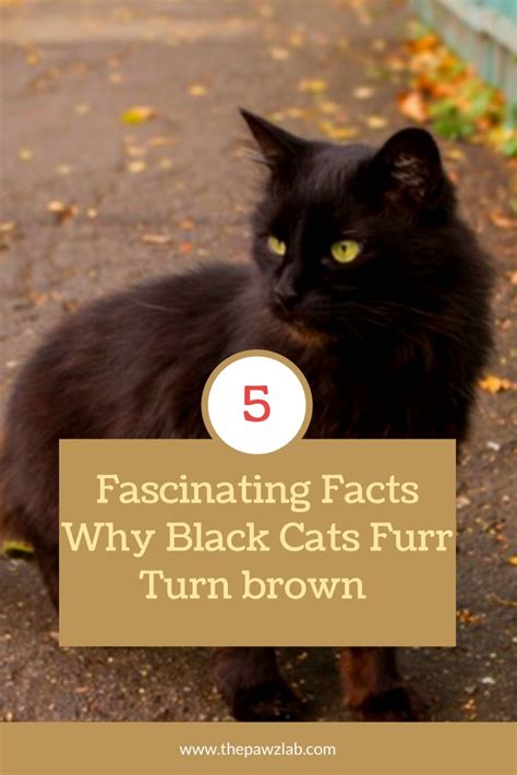 Why Do Black Cats Rust Why Black Cats Coat Turns Brown In 2021