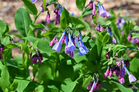 It consists of tropical evergreen shrubs and holds around 562 species. Using Georgia Native Plants: Ring in Spring with Virginia ...