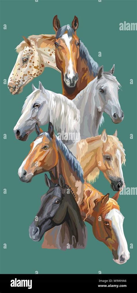 Arabian Horse Portrait Bay Mare Imágenes Vectoriales De Stock Alamy