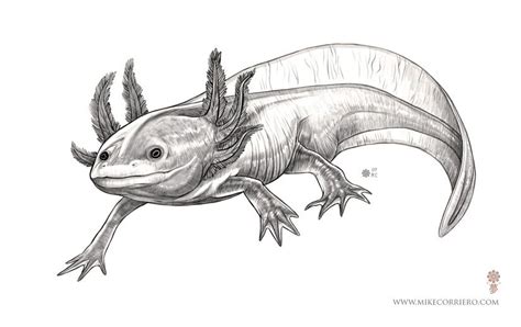 Axolotl is a kind of amphibian that looks like a salamander … let's draw one! Character and Creature Design Notes (mit Bildern) | Zeichnungen, Zeichnen, Bilder