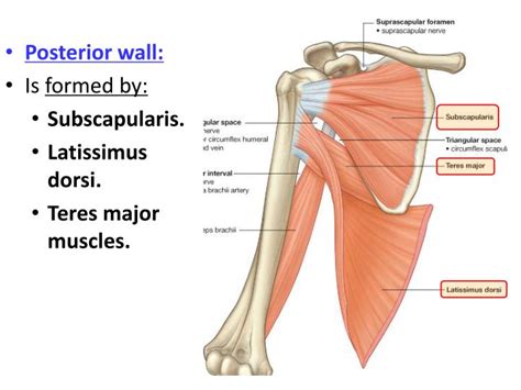 Ppt Anatomy Of The Axilla Powerpoint Presentation Id2347275