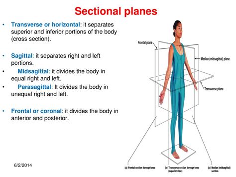 Ppt Anatomical Regions Directions Body Cavities The Cell