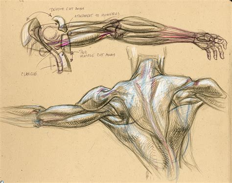 Human Anatomy Drawing Study Human Anatomy Drawing Ana Vrogue Co