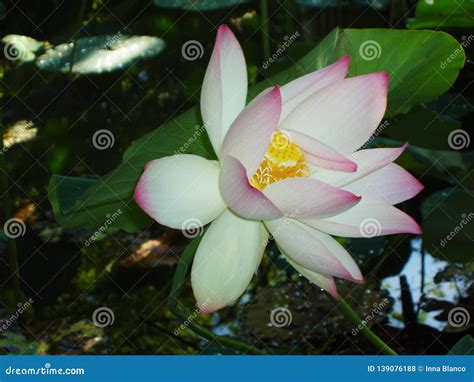 A Beautiful Lotus Flower Floating Above The Water Stock Photo Image
