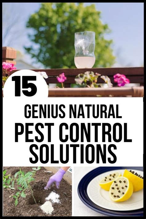 Diy pest control is more than just a fad nowadays. 15 Simple Natural Pest Control Ideas That Really Work!