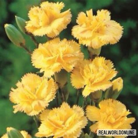 50 Seeds Of Yellow Carnation High Quality Selected Seeds Etsy