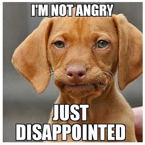 Disappointed Dachund Funny Dog Memes Cute Funny Animals Funny