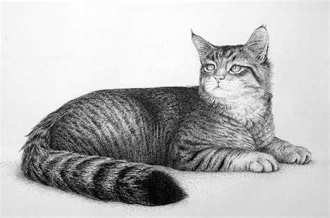 Cat By Rens Ink Cat Drawing Cats Animal Drawings