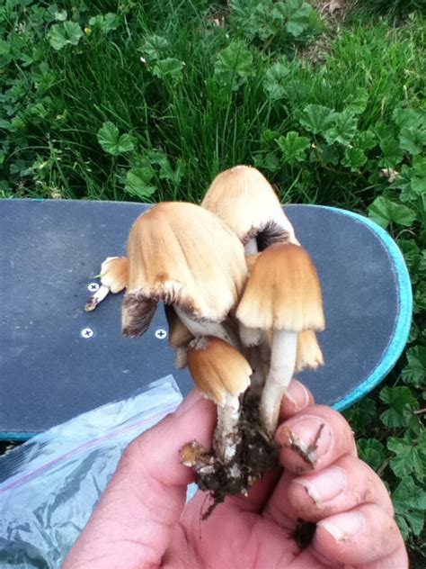 Fist Time Found These Mushrooms In San Jose Ca Are They Psychedelic