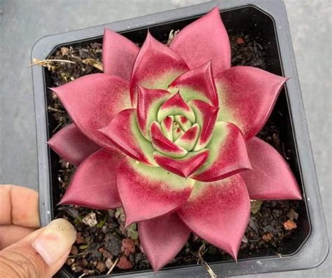 Echeveria Agavoides Romeo Rubin Succulentsite