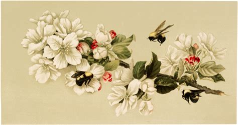 Stunning Vintage Bees And Blossoms Image The Graphics Fairy