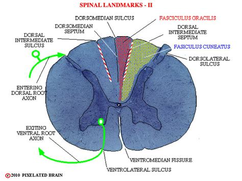 Pixelated Brain Spinal Cord Landmarks Ii