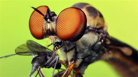 Macro Photography Of Insects And Spiders Photo Geek