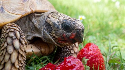 The Guide To Feeding A Tortoise [safe Foods List] The Turtle Hub