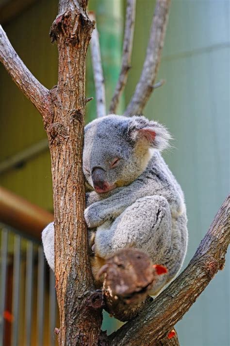 A Koala Sleeping On A Eucalyptus Gum Tree In Australia Stock Photo