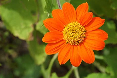 Flowers play a key role in attracting pollinators. 4 Different Types of Tithonia flowers | Annual plants ...