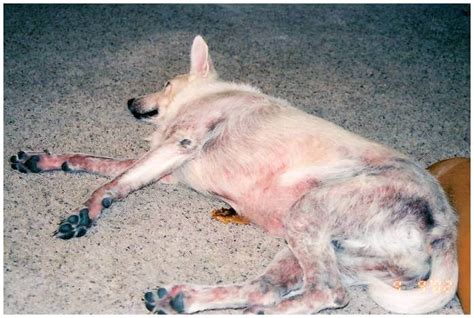 A Case Of German Shepherd Pyoderma Vlrengbr