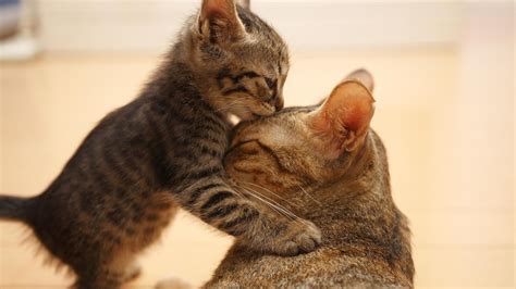 Cat Kissing High Quality Images