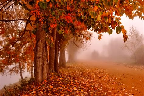 Misty Autumn Path Hd Wallpaper Background Image