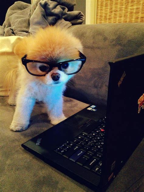 Look These Dogs Are Wearing Glasses And They Suit Them 14 Incredibly
