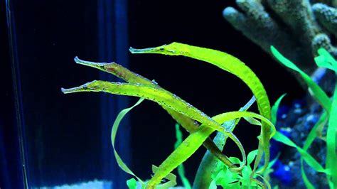 Green Pipefish At The Tennessee Aquarium In Chattanooga Tennessee