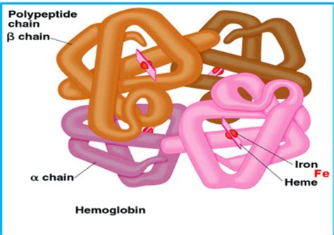 Hemoglobin Synthesis And Catabolism Flashcards Quizlet
