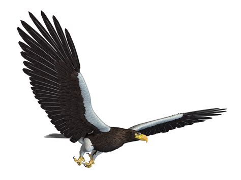 Bald Eagle Bird Flight Sea Background Png Download 1024768 Free