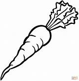 Coloring Carrot Pages Printable Drawing sketch template
