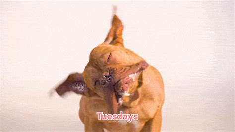 Please rate the gif image. 7 Dog GIFs To Sum Up Your Week | Scratch