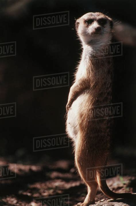 South Africa Meerkat Looking Away Stock Photo Dissolve