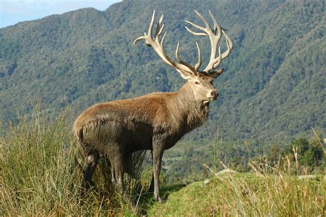 Hunting The Red Stag In New Zealand Hunting Coppersmith