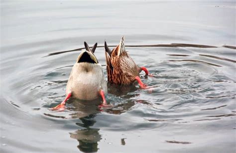 Quail is eaten to a small extent. Do Ducks Eat Fish? - Owlcation