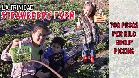 Were Picking Strawberries At La Trinidad Strawberry Farm Near Baguio