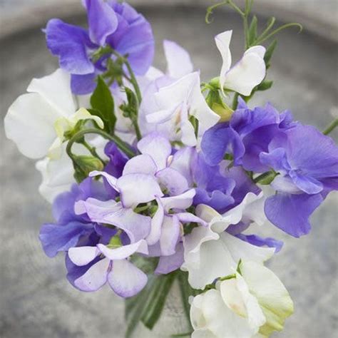 Sweet Pea Seeds Blue Mix Flower Seeds In Packets And Bulk Eden
