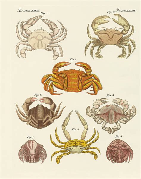 Different Kinds Of Crabs Drawing By Splendid Art Prints