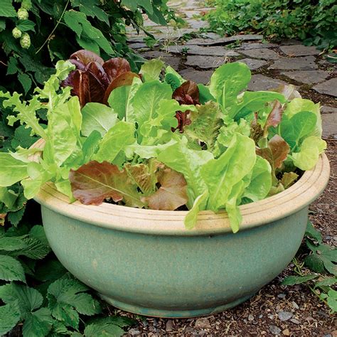 How to choose your container. Best Compost for Urban Container Growing