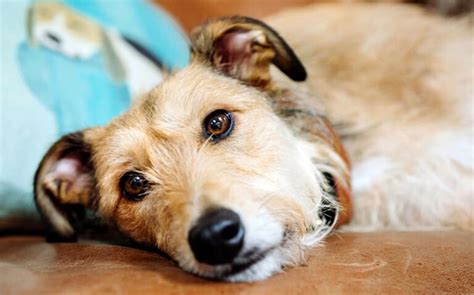 Parvovirus Canin Contagion Symptômes Et Traitement Nos Amis Les