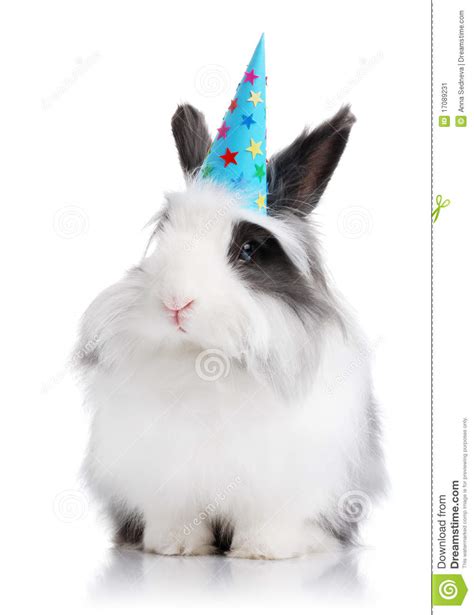 Cute Rabbit With A Birthday Hat On Stock Image Image